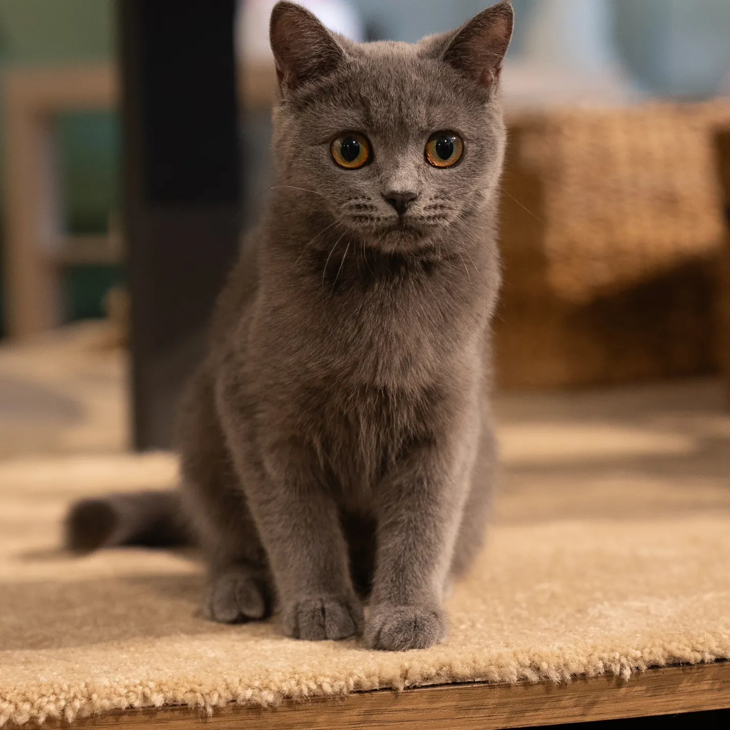 Cat Image