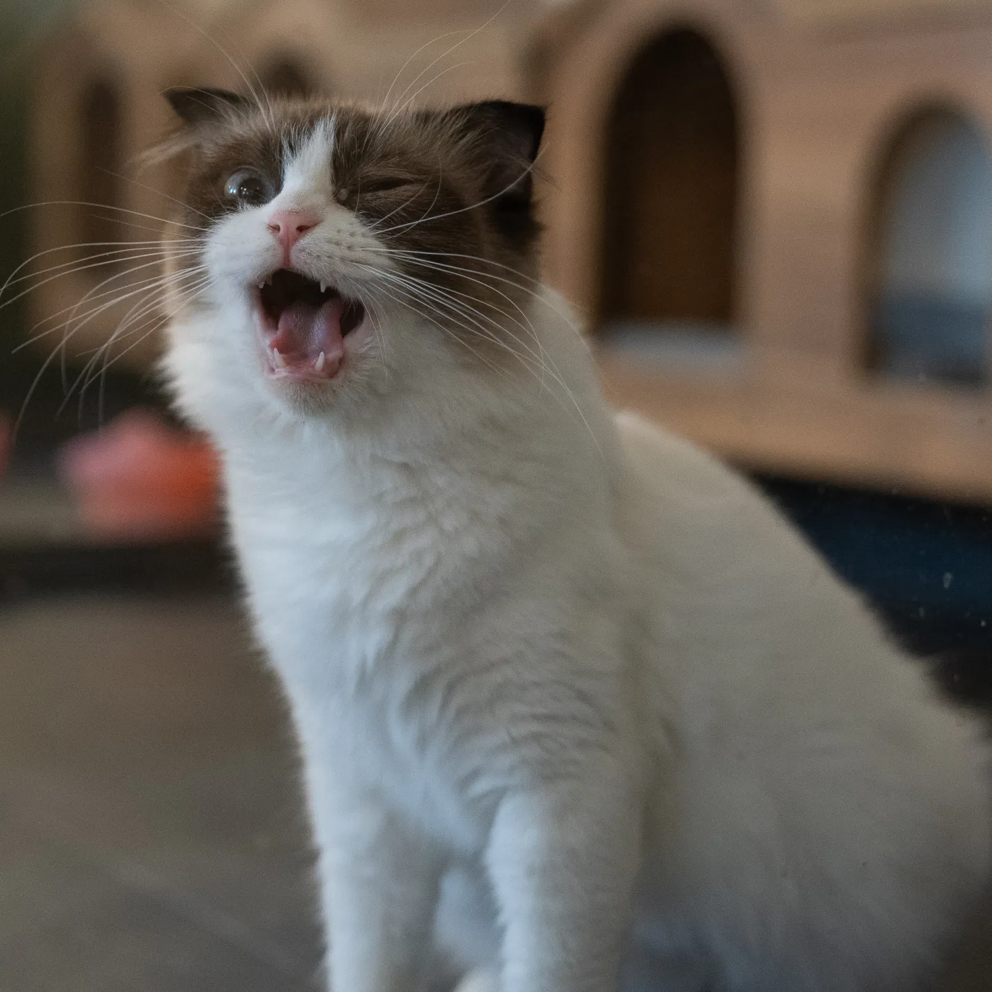 Cat Image