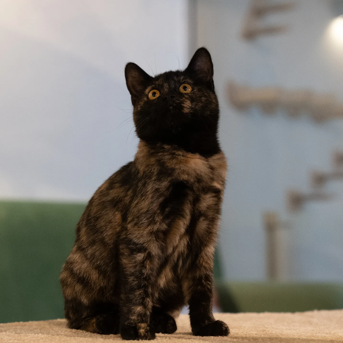 Cat Image