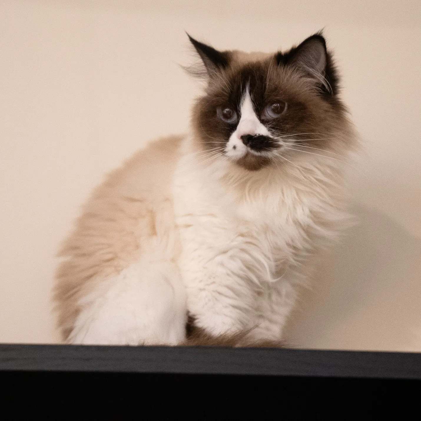 Cat Image