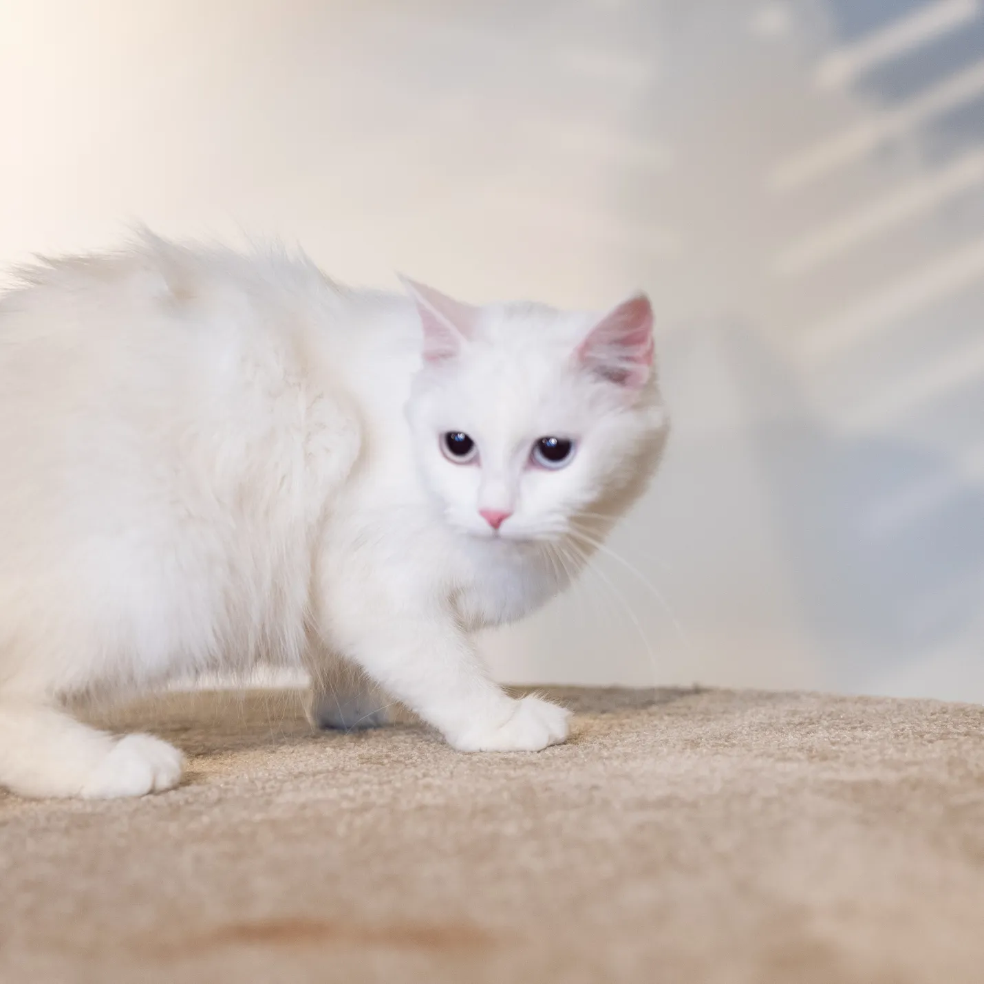 Cat Image