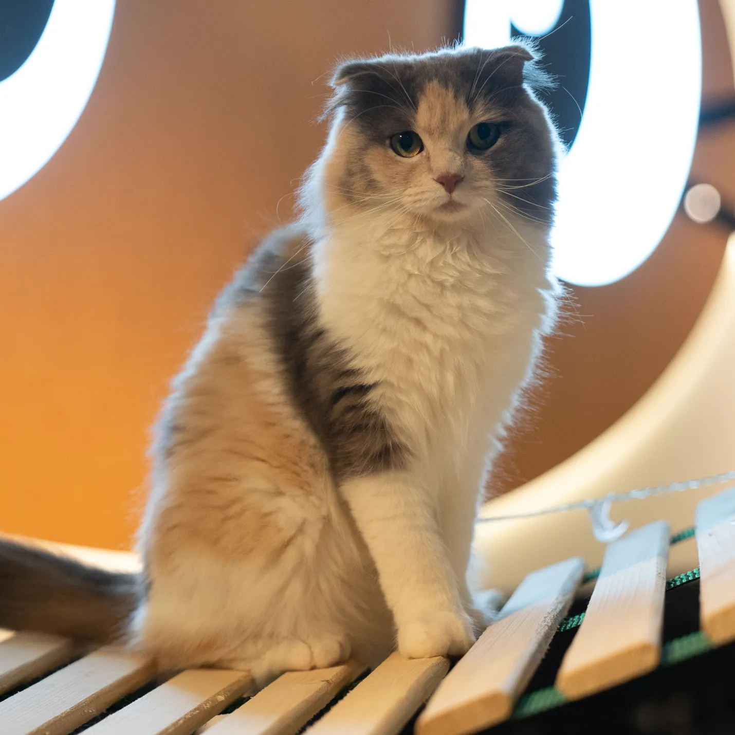 Cat Image