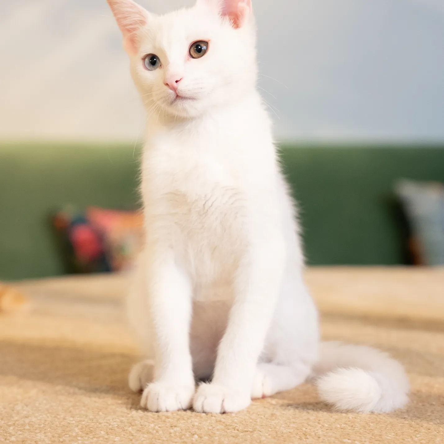 Cat Image
