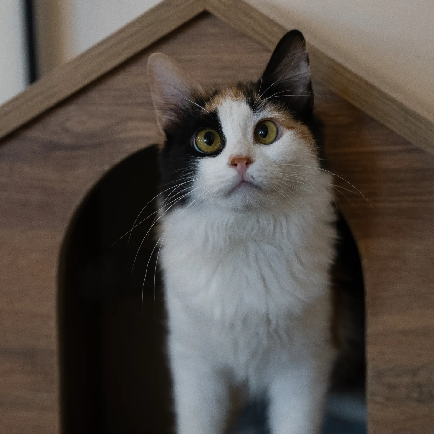 Cat Image