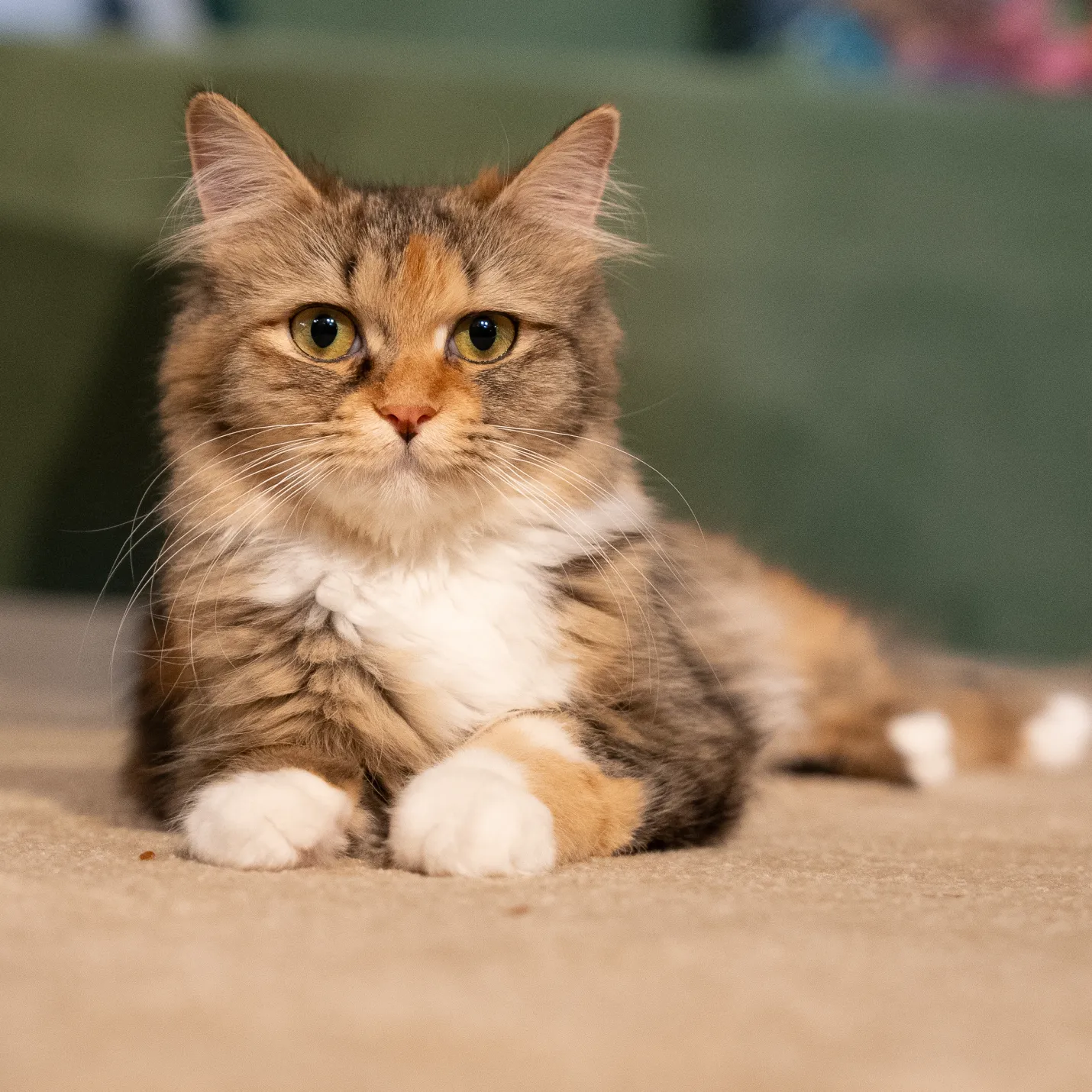 Cat Image