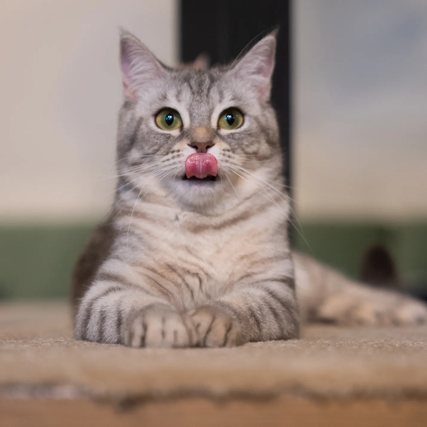 Cat Image