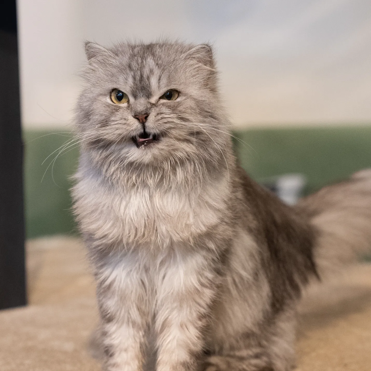 Cat Image