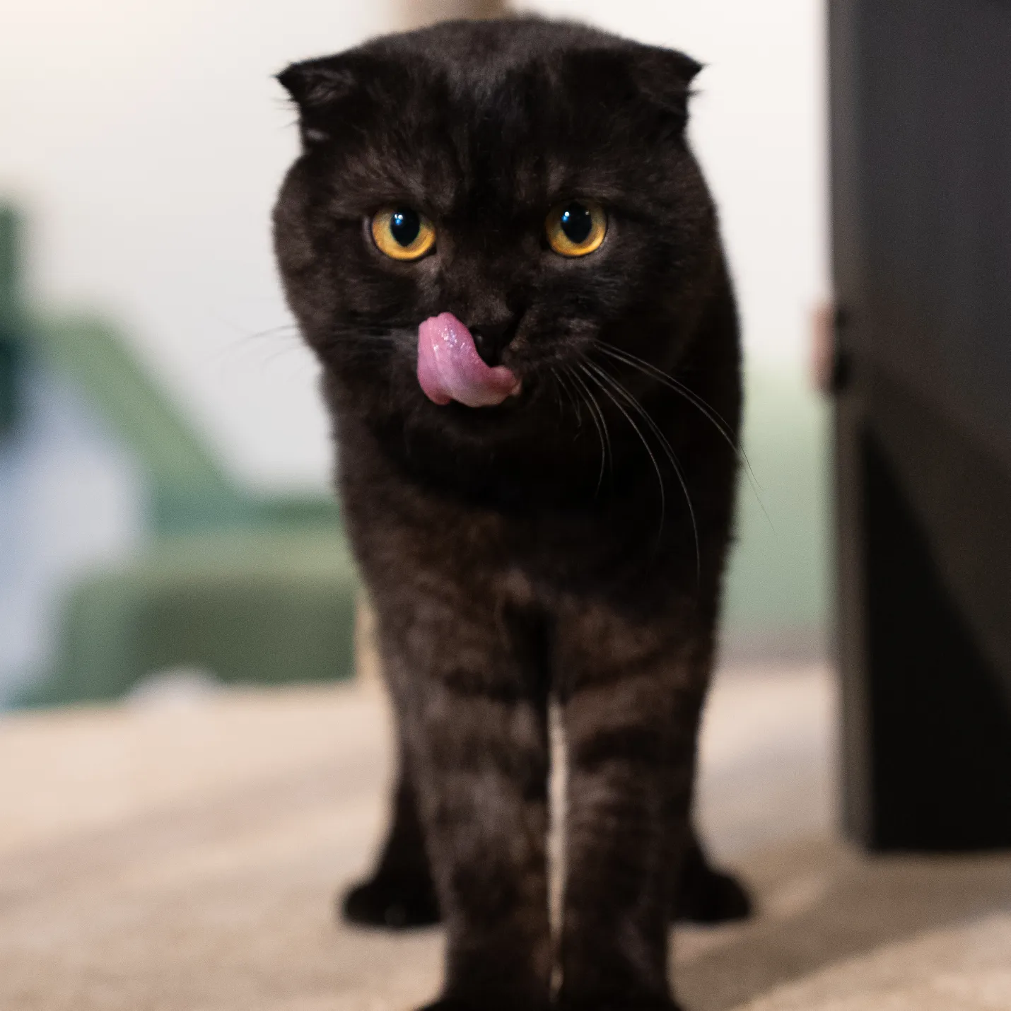 Cat Image