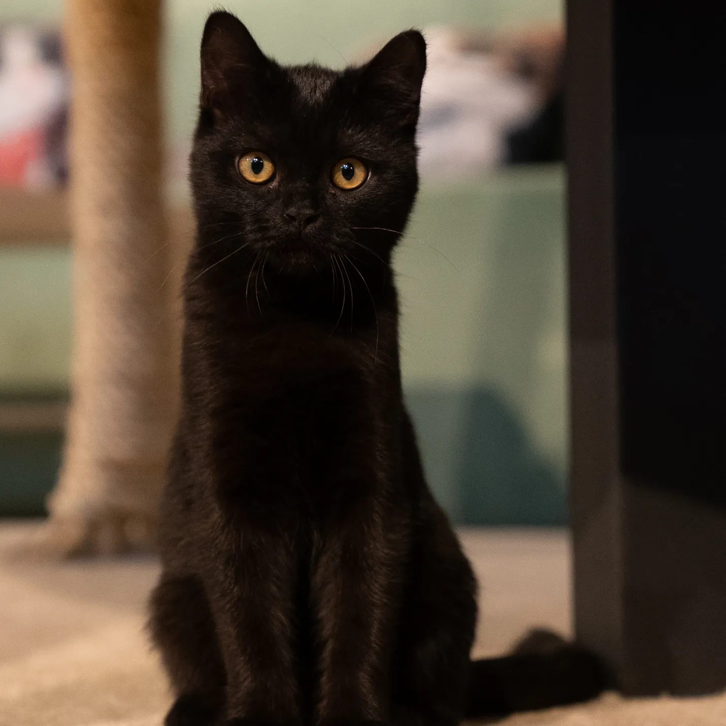 Cat Image