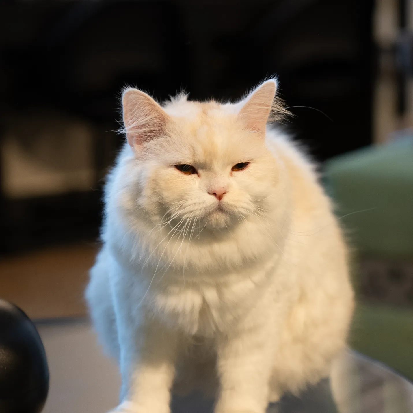 Cat Image