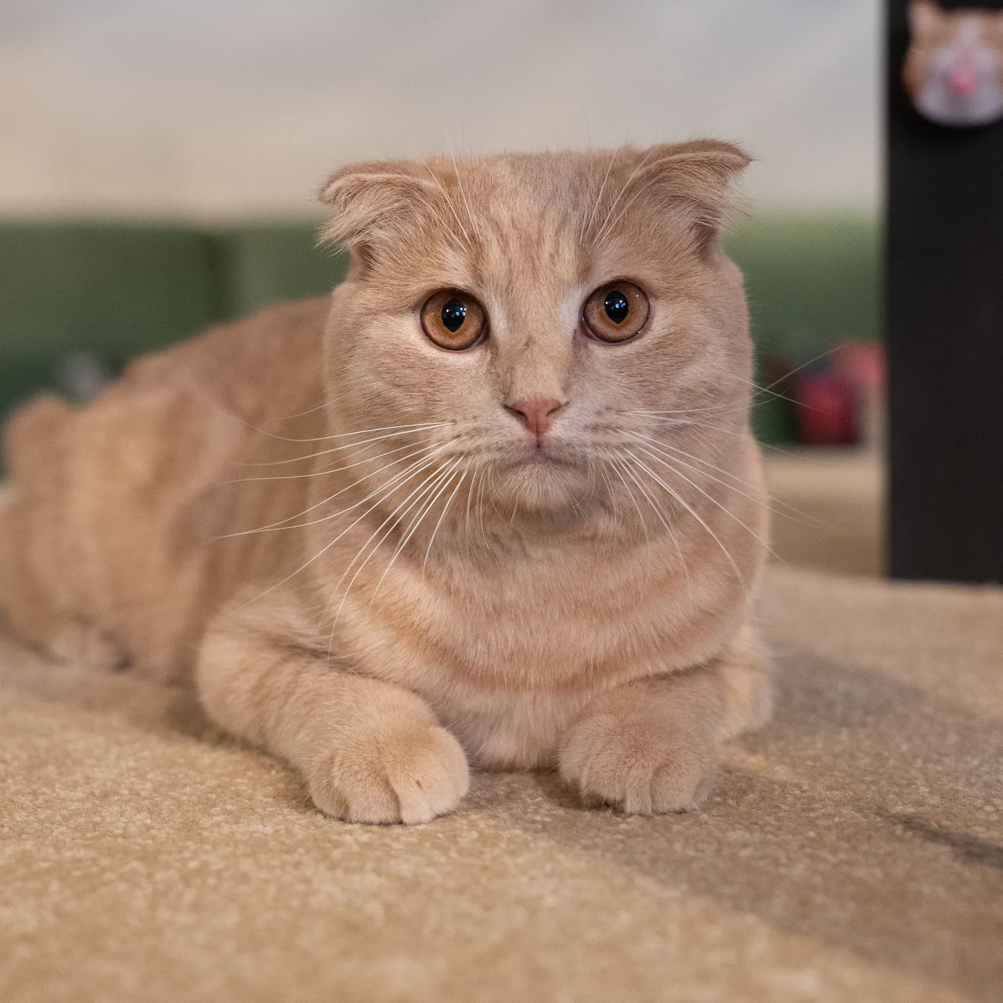 Cat Image