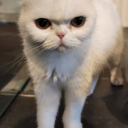 Cat Image