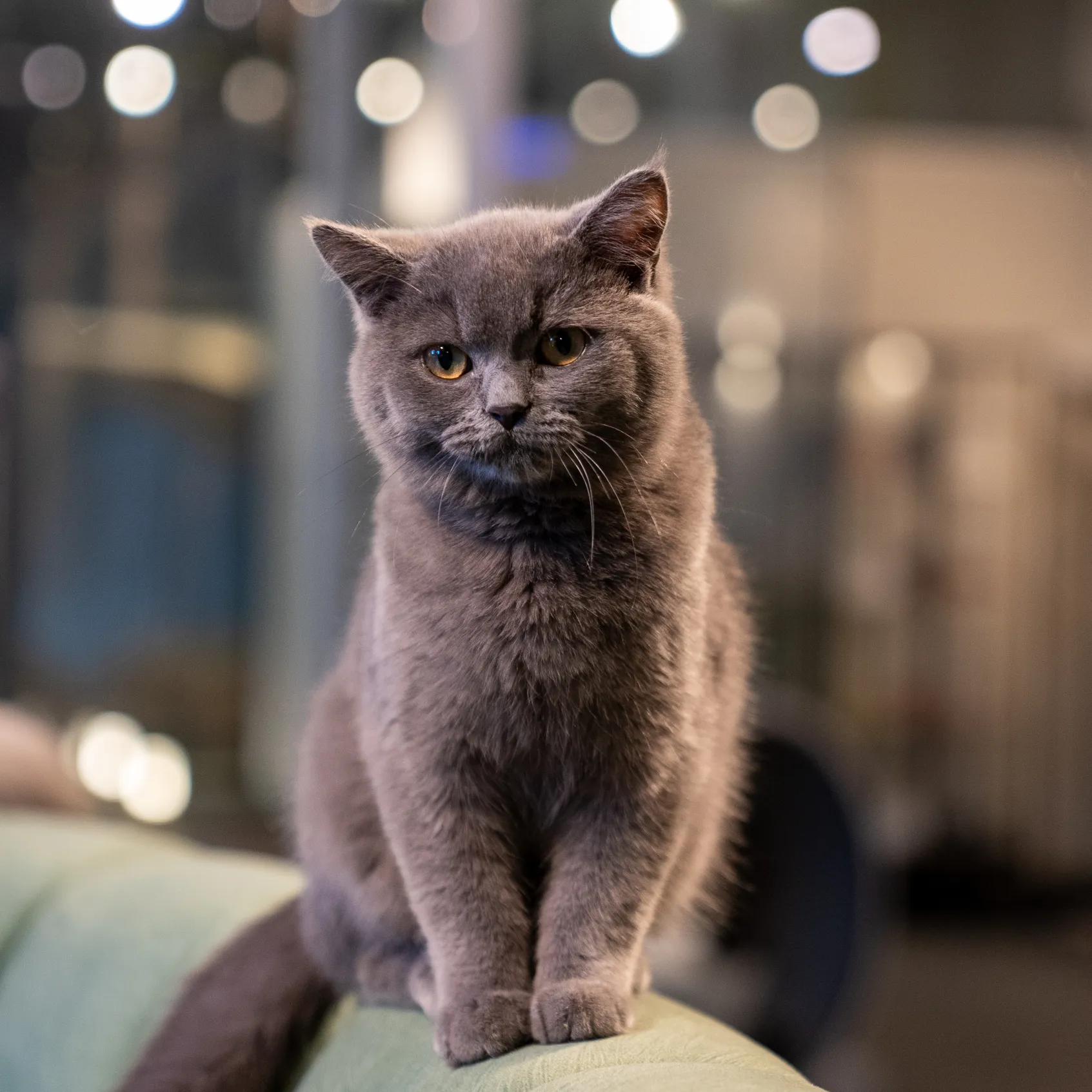 Cat Image