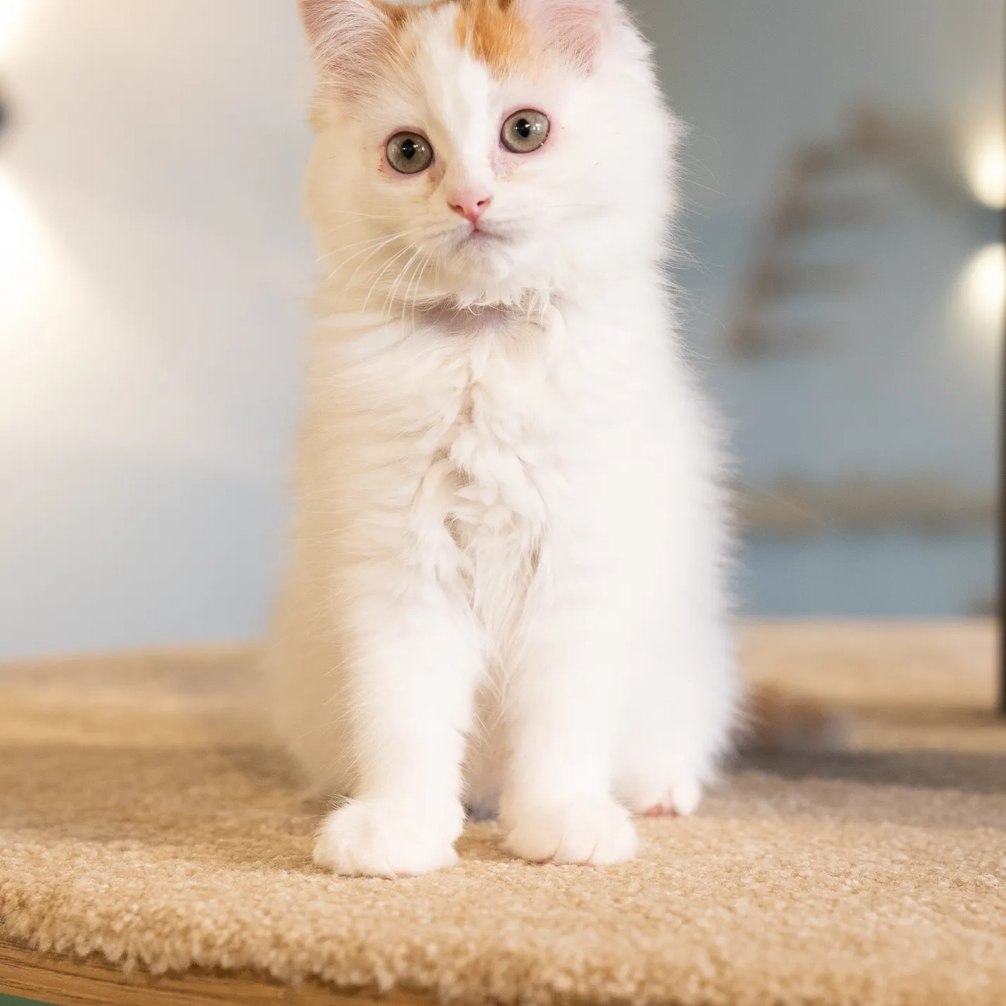 Cat Image