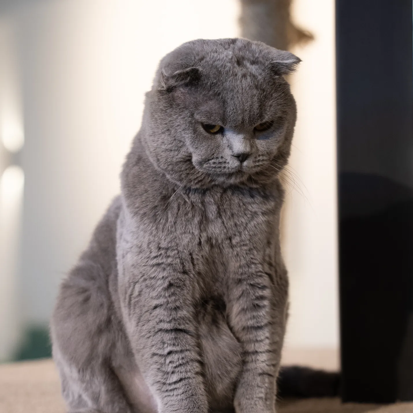 Cat Image