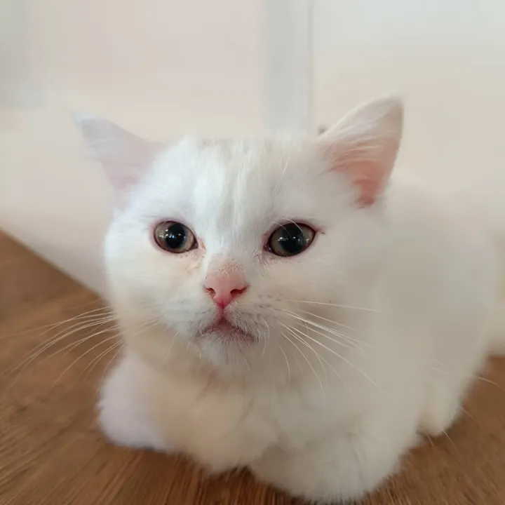 Cat Image