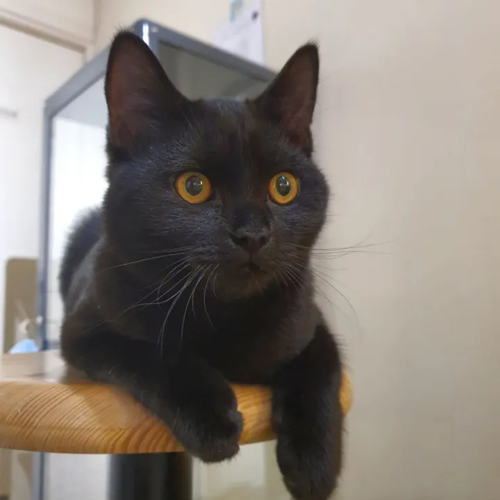 Cat Image