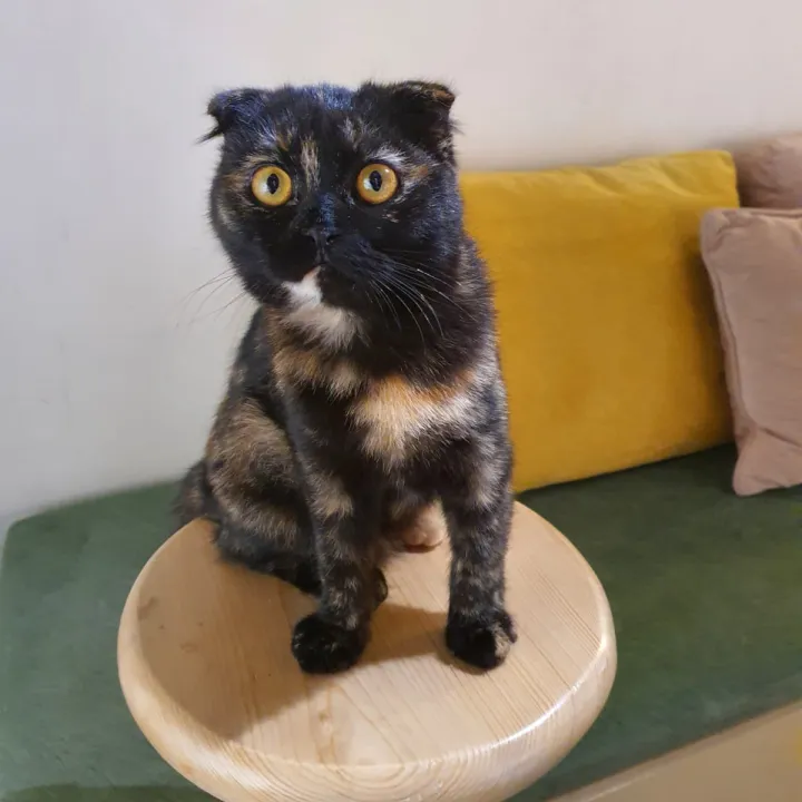 Cat Image
