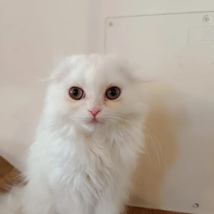 Cat Image
