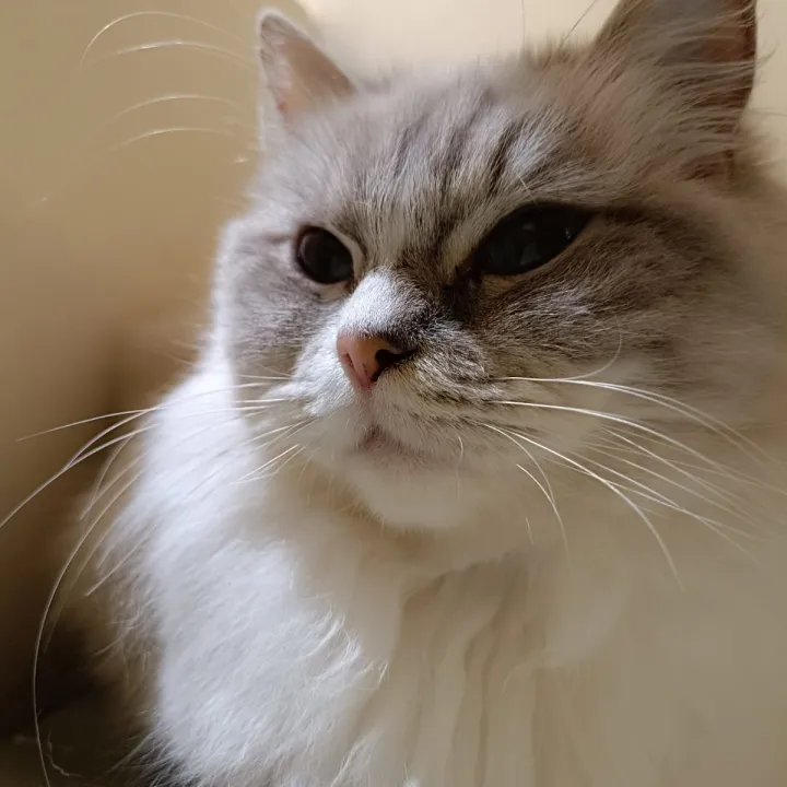 Cat Image